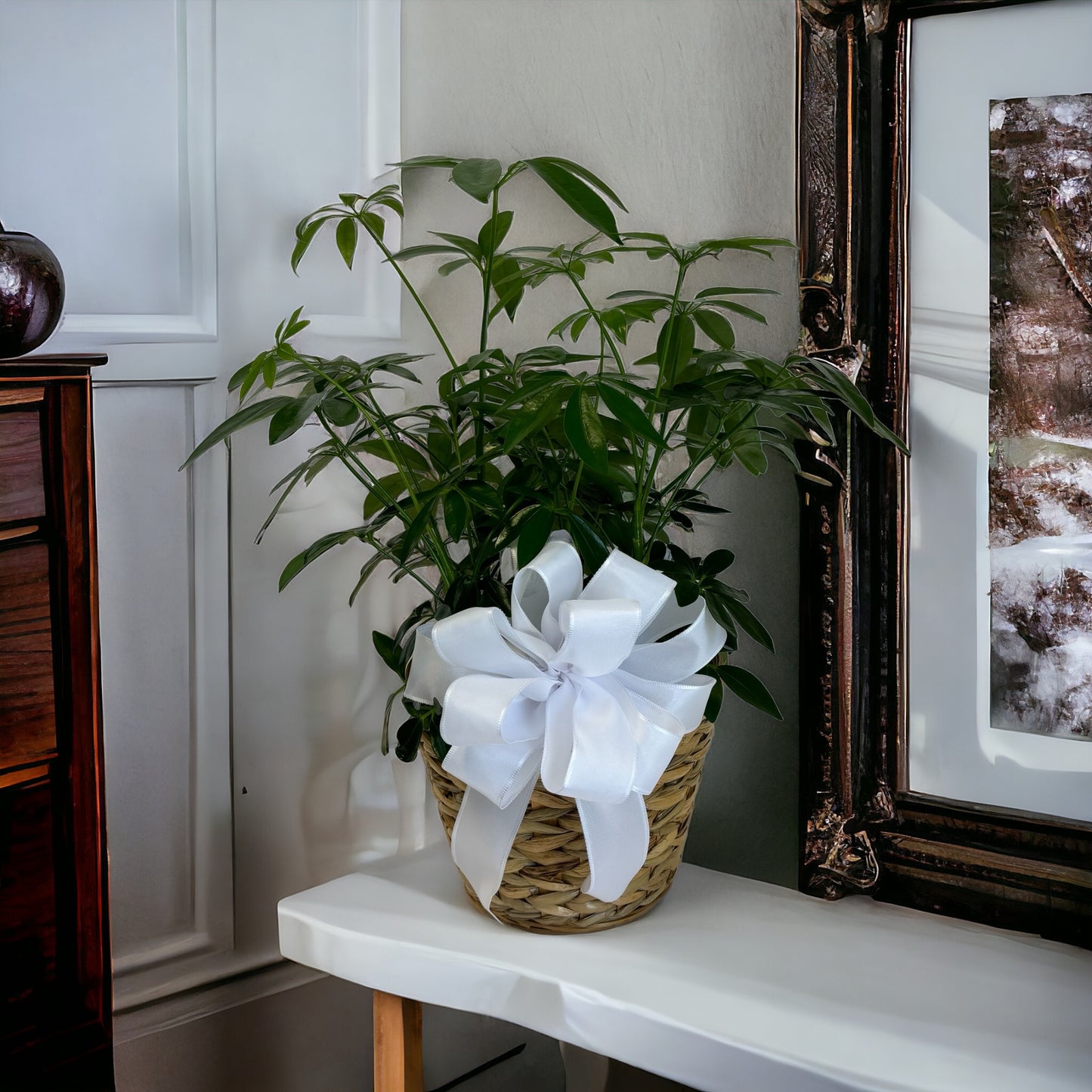 Schefflera Plant