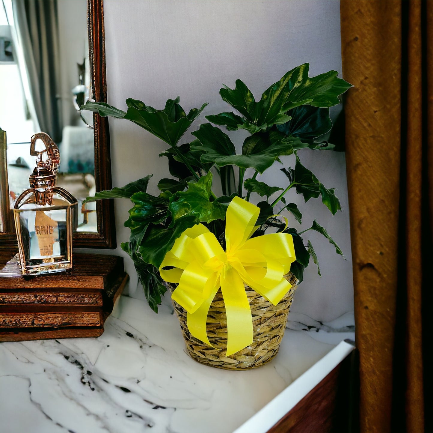 Philodendron Plant