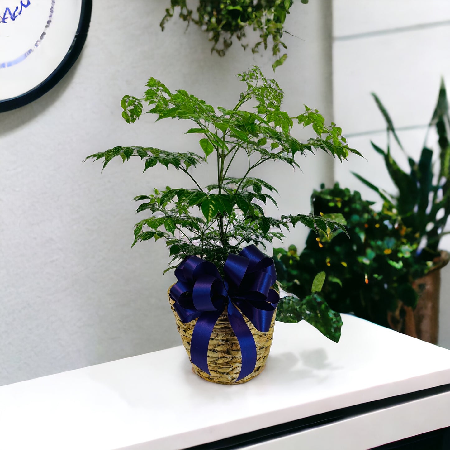 China Doll Plant-Gift Ready
