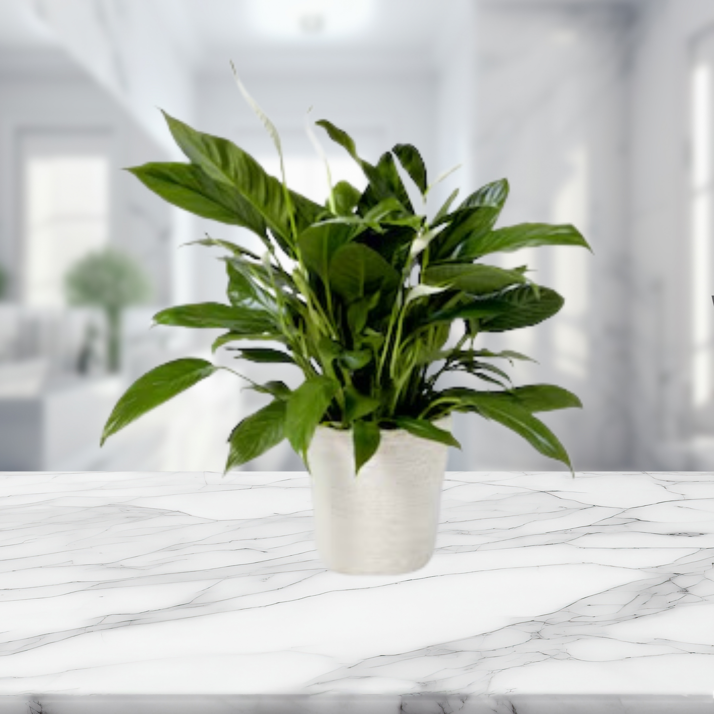 Peace Lily Plant