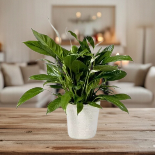 Peace Lily Plant